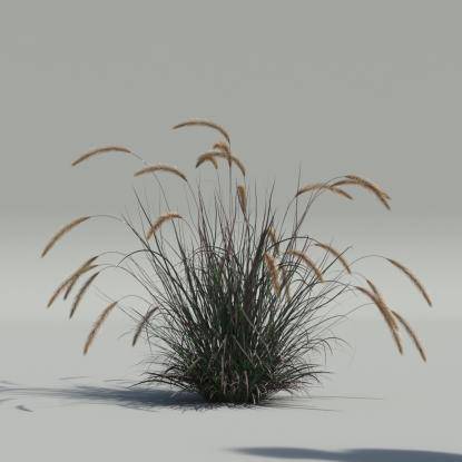 Pennisetum setaceum v1