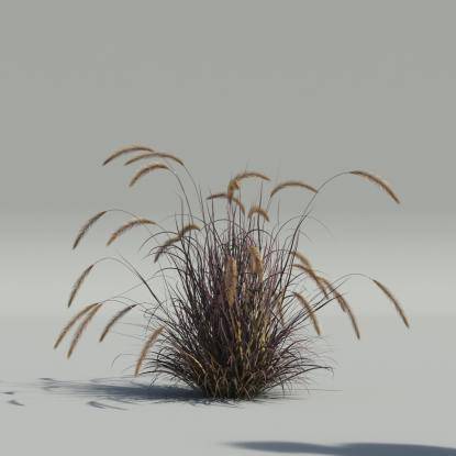 Pennisetum setaceum v2
