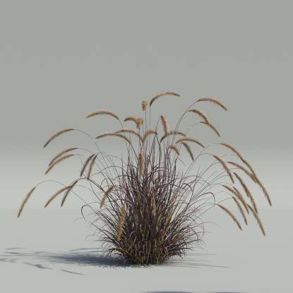 Pennisetum setaceum v3