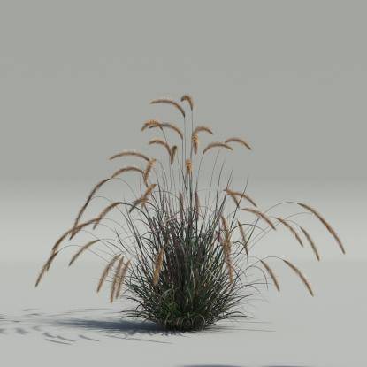 Pennisetum setaceum v4
