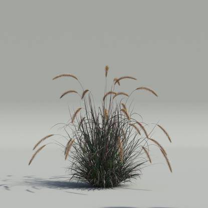 Pennisetum setaceum v5
