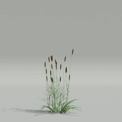 Phalaris v1