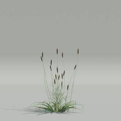 Phalaris-v5