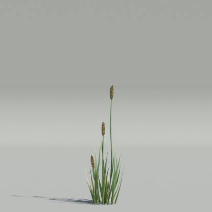 Phleum v1