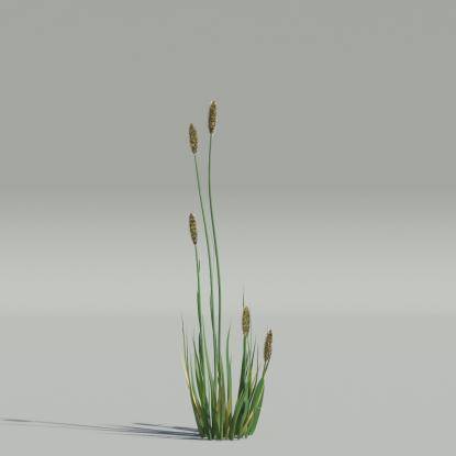 Phleum v2