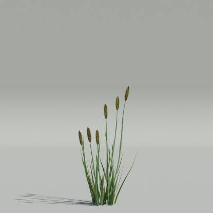 Phleum v3