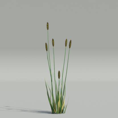 Phleum v4
