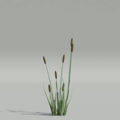 Phleum v5