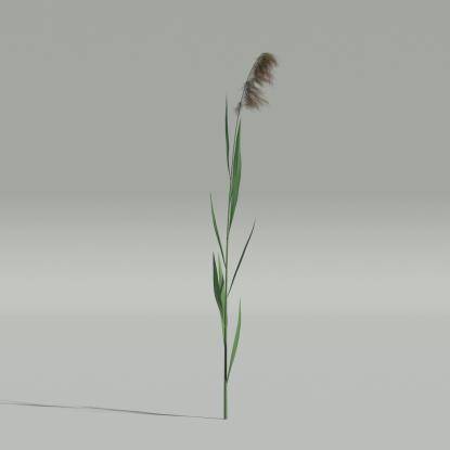 Phragmites v1