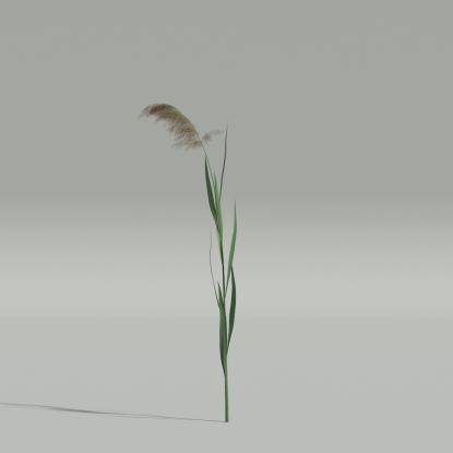 Phragmites v2