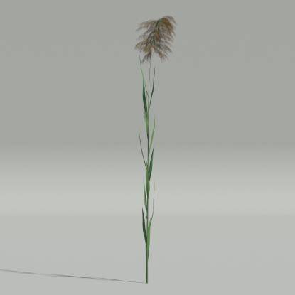 Phragmites v3