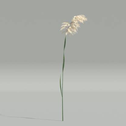 Phragmites v4