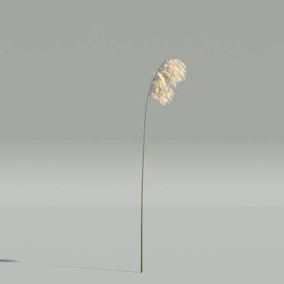 Phragmites v5