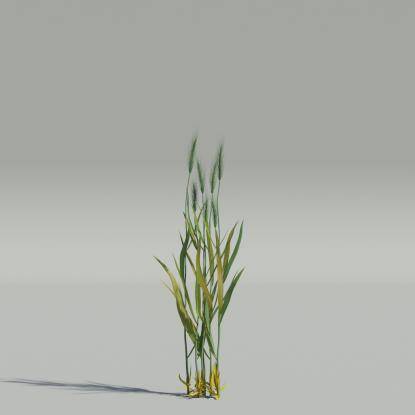 Secale cereale v2
