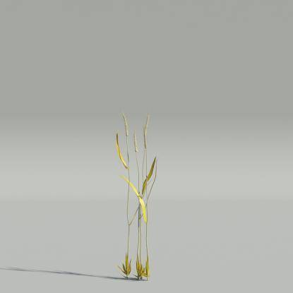 Secale cereale v4