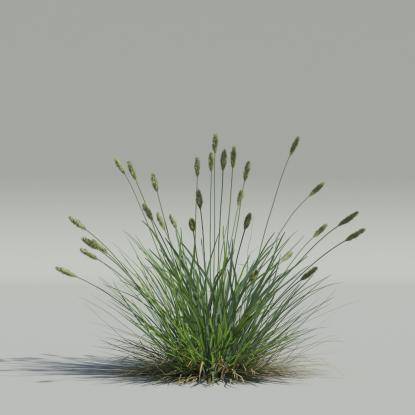 Sesleria caerulea v1