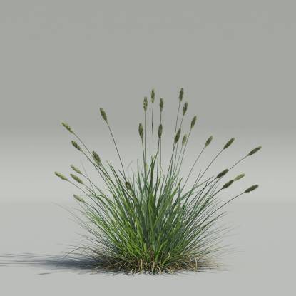 Sesleria caerulea v2