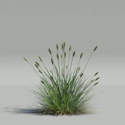 Sesleria caerulea v3