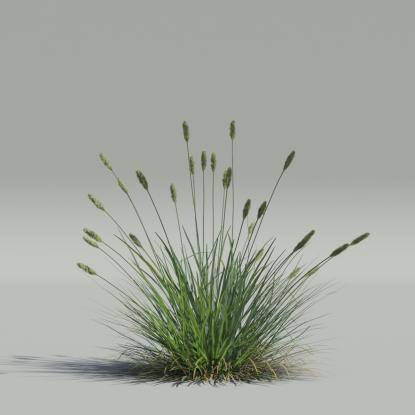Sesleria caerulea v4