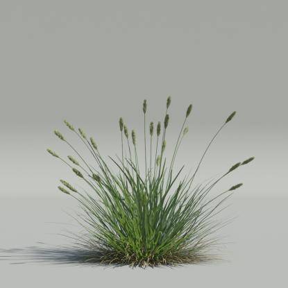 Sesleria caerulea v5