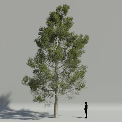 Aleppo pine V1
