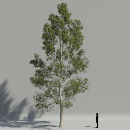 Aleppo pine V2