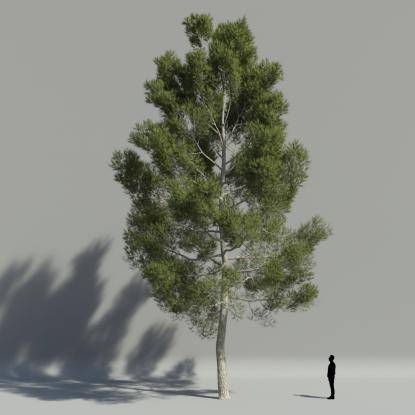 Aleppo pine V3
