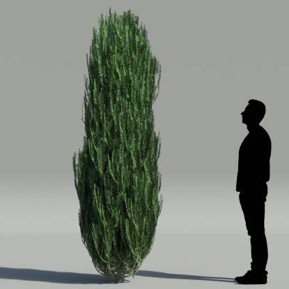 Common yew V1
