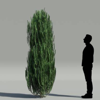 Common yew V2