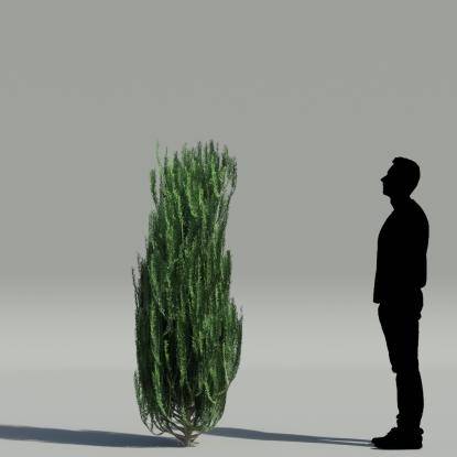 Common yew V3