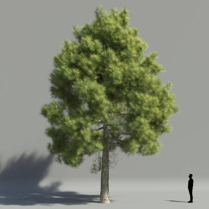 Maritime pine V1