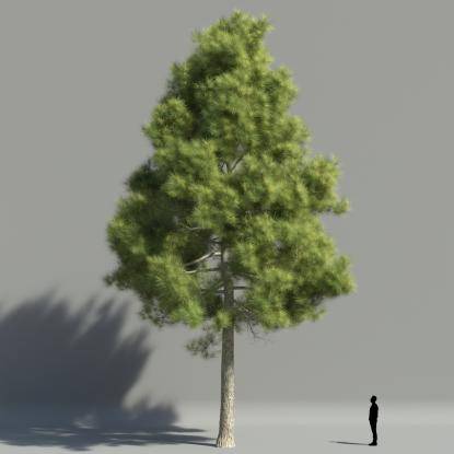 Maritime pine V2