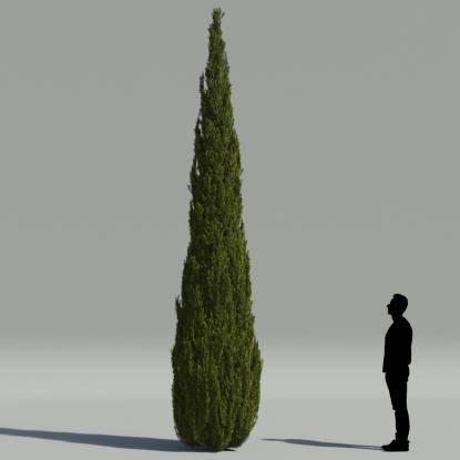 Mediterranean cypress V1
