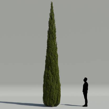 Mediterranean cypress V2