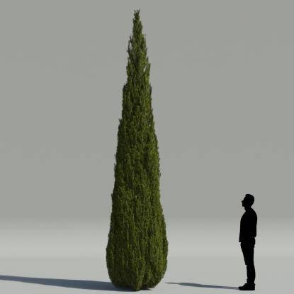 Mediterranean cypress V3