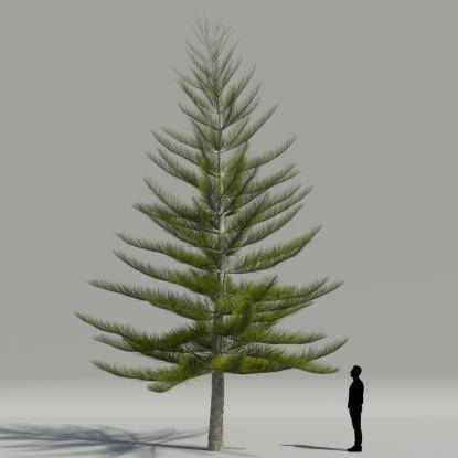 Norfolk pine V1