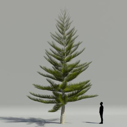 Norfolk pine V2
