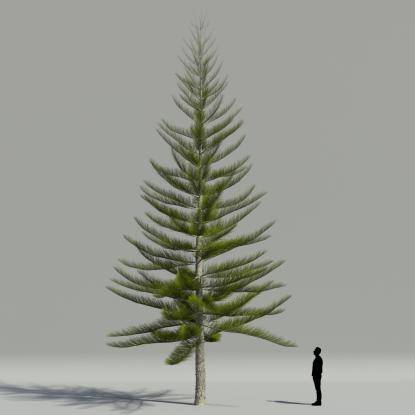 Norfolk pine V3