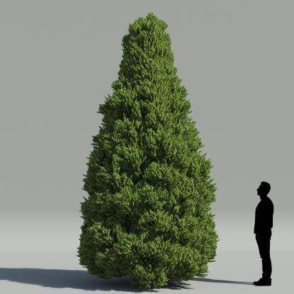 Oriental Arborvitae V1