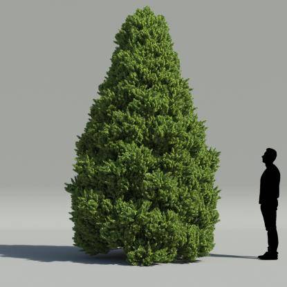 Oriental Arborvitae V2