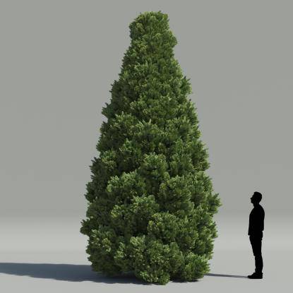 Oriental Arborvitae V3