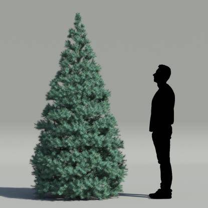Rocky Mountain fir V1