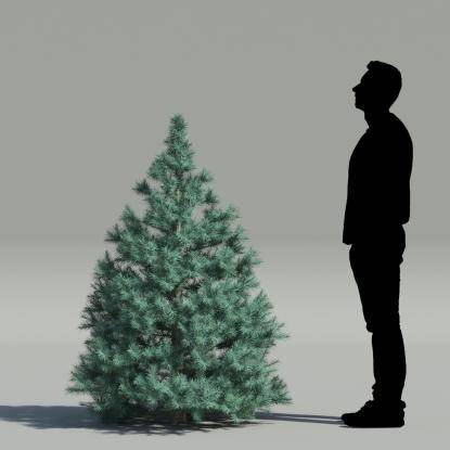 Rocky Mountain fir V2