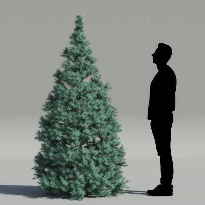 Rocky Mountain fir V3