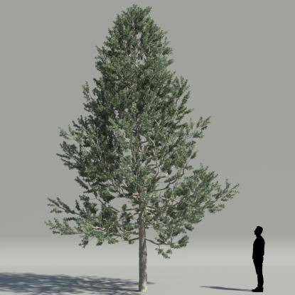 Smooth Arizona cypress V1
