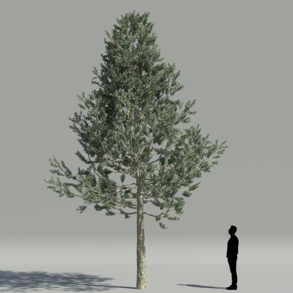 Smooth Arizona cypress V2