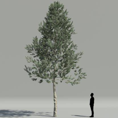 Smooth Arizona cypress V3