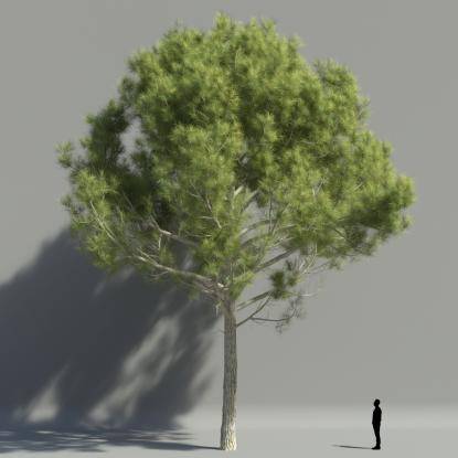 Stone pine V1