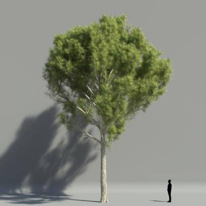 Stone pine V2