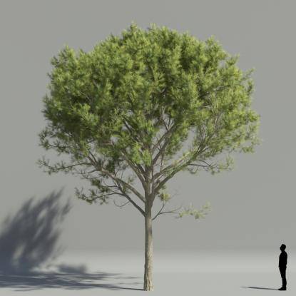 Stone pine V3
